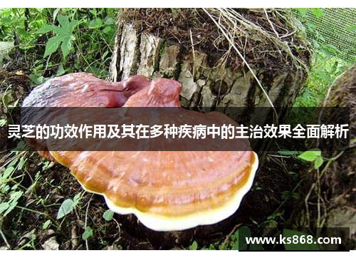 灵芝的功效作用及其在多种疾病中的主治效果全面解析
